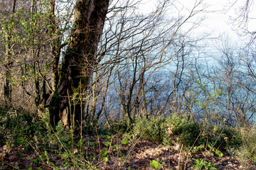 thin tree trunks behind which is the blue sea
