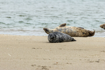 Common Seal (Phoca vitulina) in Bull Island, Dublin – Found in coastal waters of the North Atlantic & Pacific.