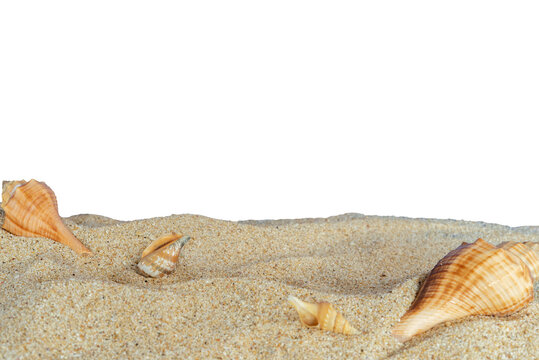 beach sand with shells border for copy space