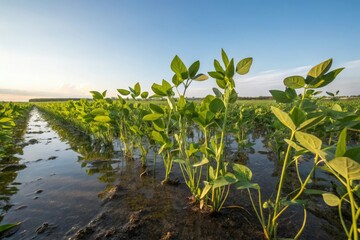Soybeans standing tall in a shallow pool of water on a sunny day, reflective surface, aquatic crops, sun reflecting off the water, farm ponds