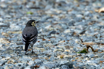 White Wagtail (Motacilla alba) in Bull Island, Dublin – Commonly found in Europe, Asia, and North Africa.