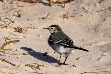 White Wagtail (Motacilla alba) in Bull Island, Dublin – Commonly found in Europe, Asia, and North Africa.
