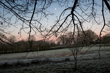 A winter's scene. A cold, frosty morning with the moon visible through the trees.