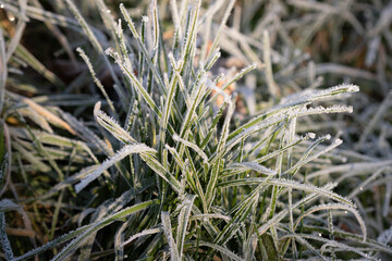 A clump of grass covered with frost.