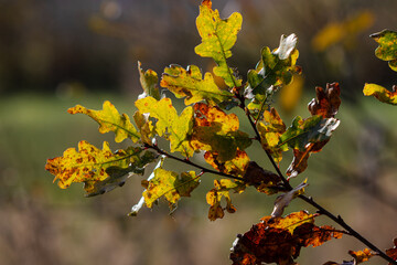 Oak leaves changing colour in Autumn.