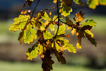 Oak leaves changing colour in Autumn.