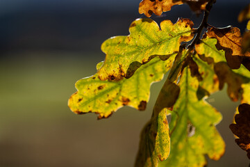 Oak leaves changing colour in Autumn.
