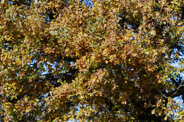 An Oak tree with leaves turning yellow in autumn.