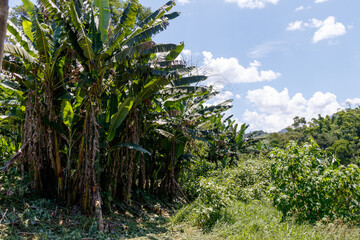 Pereque River in Paraty in Rio de Janeiro.