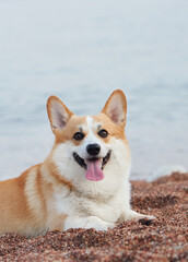 A Corgi sits on the sandy beach, facing the camera with a cheerful expression. The backdrop of the sea and distant hills adds to the scene charm.