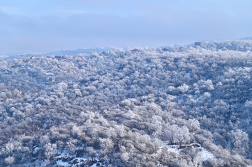 Aerial View of Snowy Pine Tree Forest on Hill
