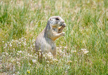 White-tailed Prairie Dog