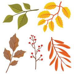 Collection of autumn leaves hand drawn style  isolated on white background. Flat autumn forest leaves.