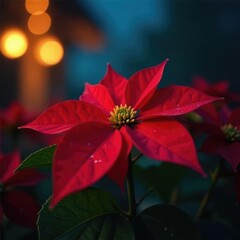 Obraz premium Colorful poinsettia bloom shines bright in the dark, lights, night scene, red