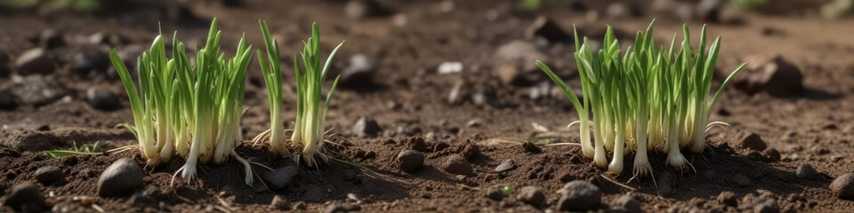 Obraz premium Spring onions sprouting from the earth like a never-ending chain, hidden, unseen