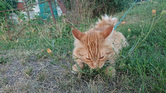 A fluffy orange tabby Mainecoon cat with a bushy tail is crouching in the grass. The cat is on a leash, surrounded by wild plants and dry patches of grass