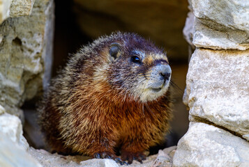 Yellow-bellied Marmot - Marmota flaviventris -  scrambles through rocks near the base