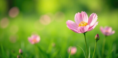 Pastel pink grass flower blooming in a lush green meadow, landscape, floral