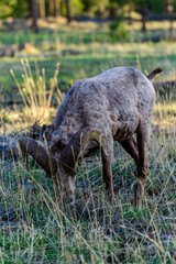 The California bighorn sheep Ovis canadensis is at home in rugged mountainous areas, Utha