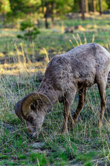 The California bighorn sheep Ovis canadensis is at home in rugged mountainous areas, Utha