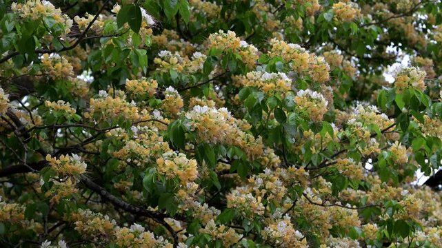 Beautiful Sacred Garlic Pear (crateva religiosa) flowers.