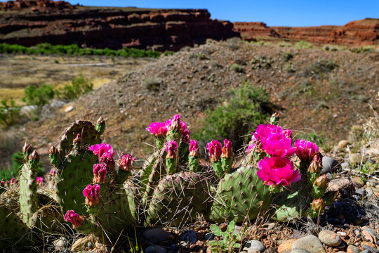 Flowering cactus plants, Pink flowers of Opuntia polyacantha in Canyonlands National Park, Utha