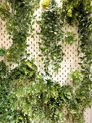Close up of sustainable greeneries or vertical garden on a perforated metal wall. Various colored ivy leaves combined and stacked. Vertical wall green design.