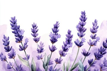 Naklejka premium Watercolor illustration of blooming lavender flowers with green leaves on a white background, featuring soft purple tones and a minimalistic composition