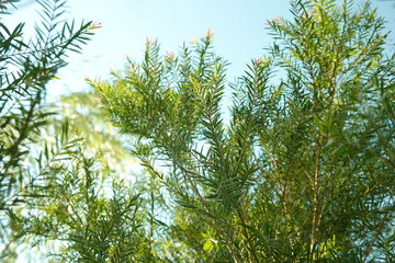 Melaleuca bracteata macro leaves small world