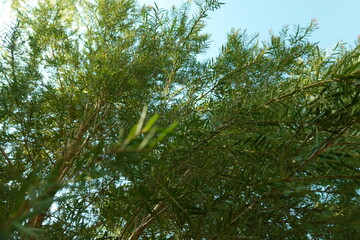 Melaleuca bracteata macro leaves small world