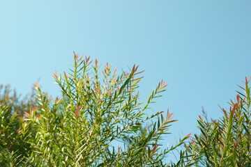 Melaleuca bracteata macro leaves small world