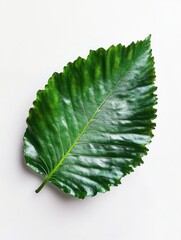 Lush Green Leaf