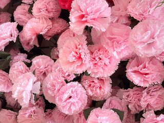 Close up of decorative pink chrysanthemum flowers or sometimes called chrysanths. Floral decoration...
