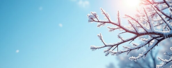 Frosty limbs outstretched against pale blue sky, frosty, frosty morning, branch