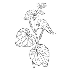 Stem of outline Kava kava (Piper methysticum) bunch with leaves in black isolated on white background. 
