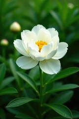 Lush green foliage surrounds a stunning white peony flower, nature, lush greenery, flora