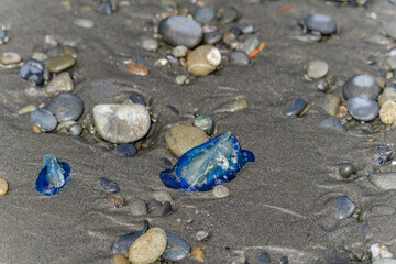 Little sail Velella velella - a cosmopolitan hydroid floating on the surface of the ocean, thrown...