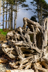 Trunks of trees that fell into the water on the shores of the Pacific Ocean in Olympic NP, Washington