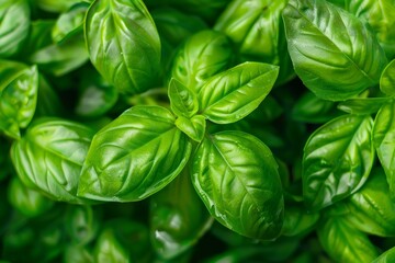 Fototapeta premium Close up view showing fresh green basil growing in garden