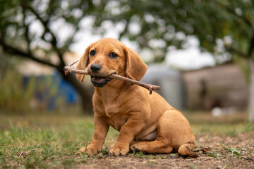 Portrait of a cute dachshund puppy chews on a wooden stick on the grass.