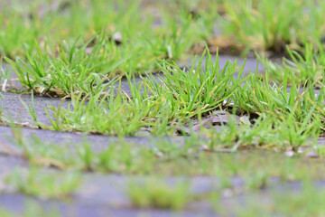 Weeds and grass growing between neglected pavements and sidewalks