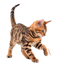 Graceful leap of a tabby cat