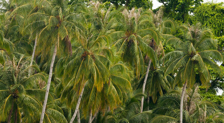 Indo Green