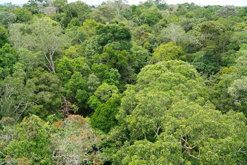 Aerial view of the lush nature in the Amazon rainforest, all shades of green of the huge trees seen...