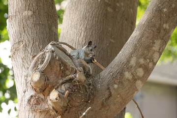 Peruvian white tail squirrel rodent urban wildlife