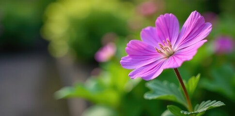 Obraz premium Flowering plant with purple flowers in a garden, wild geranium, flora, foliage