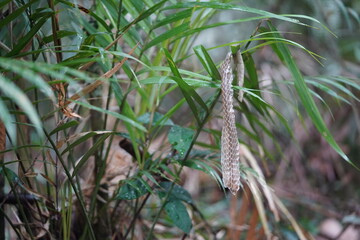 A shed snake skin after shedding lies on a palm leaf in the Amazon rainforest near Manaus, Amazonas...