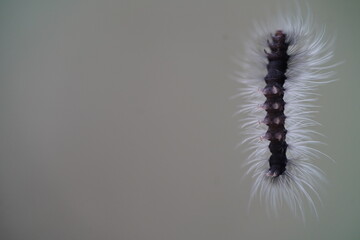 Hairy, black and white butterfly caterpillar Apistosia Judas (Erebidae, Arctiinae, Lithosiini) with transparent glassy feet hanging on a silk thread in the Amazon rainforest, Brazil. 