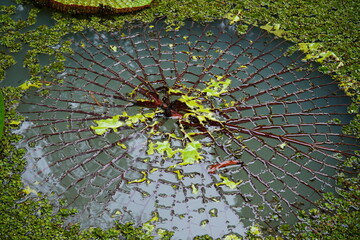 Large, aging leaf of the tropical Vitoria Regia plant (Victoria amazonica). The huge green leaf is weathered by age, so that only the supporting lower leaf structure remains. Near Manaus, state of Ama