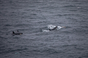 Fototapeta premium Orcas in der Wildnis